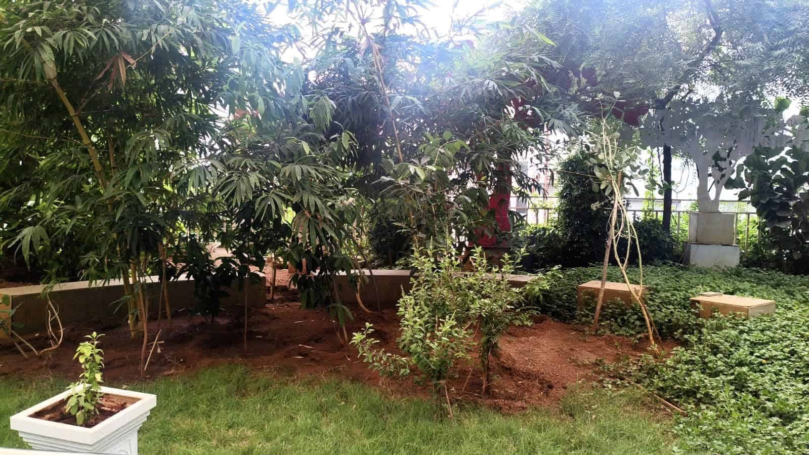 Panchabootha Vana one year after planting
