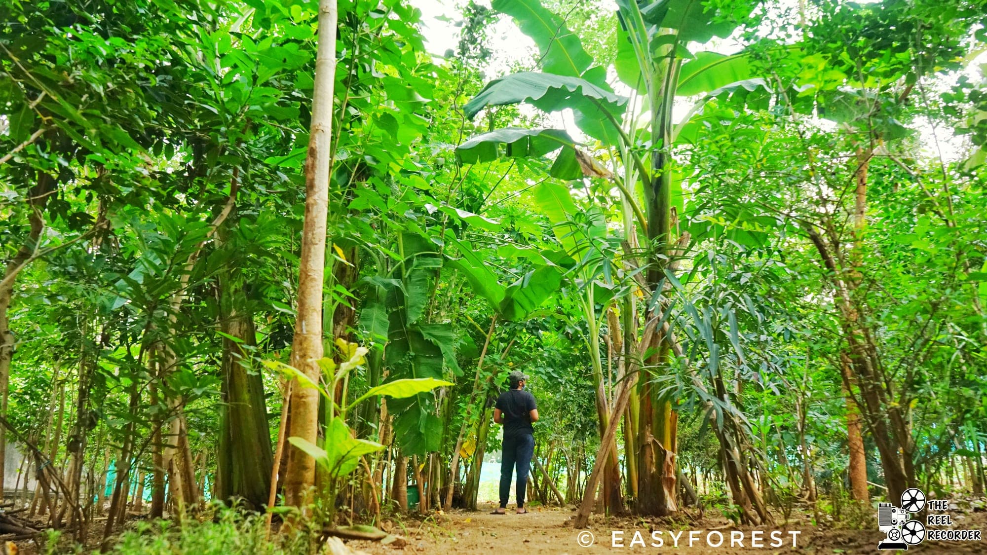 Walking path through a dense banana and native tree forest planted by EasyForest