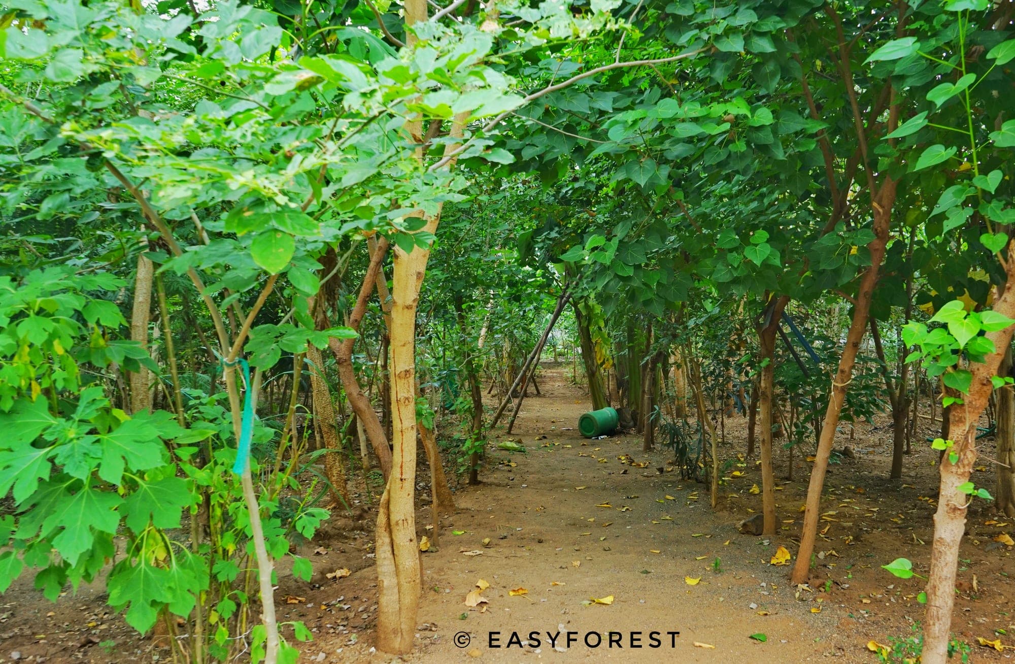 A dense forest farm