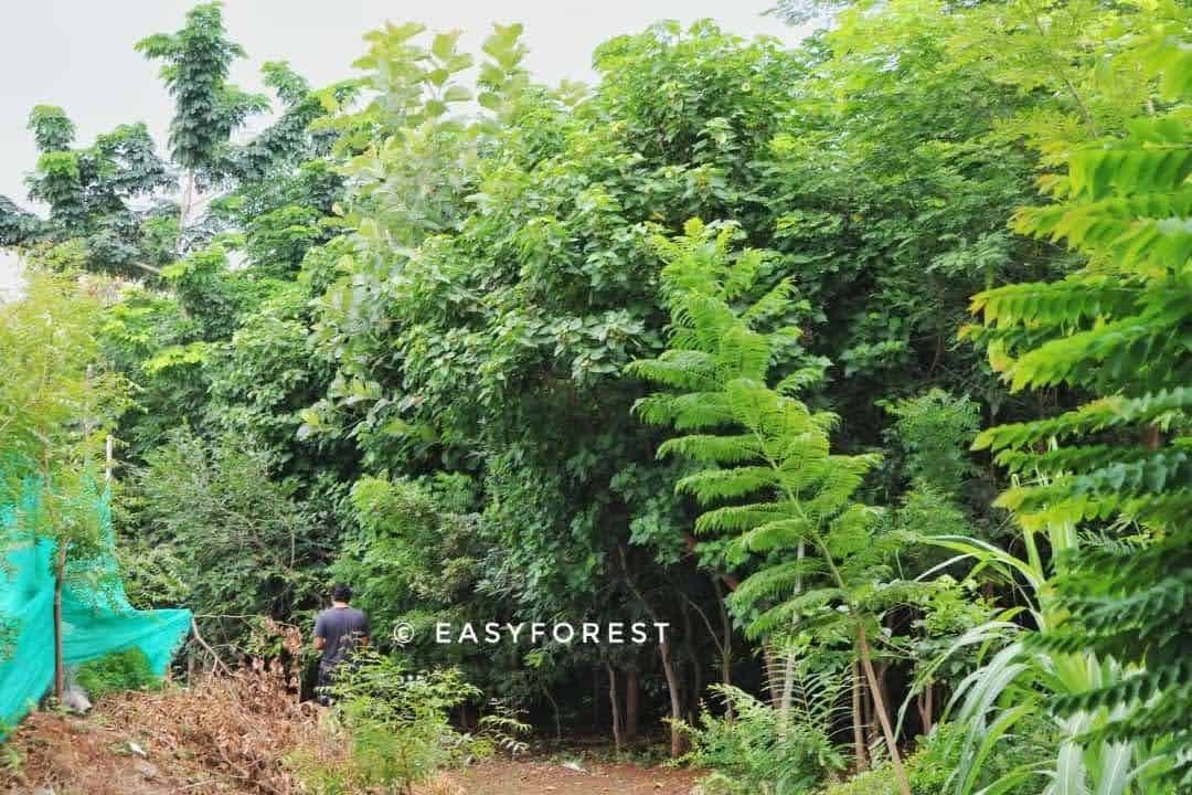 A two-year-old dense native forest planted by EasyForest, taller than the people walking through it