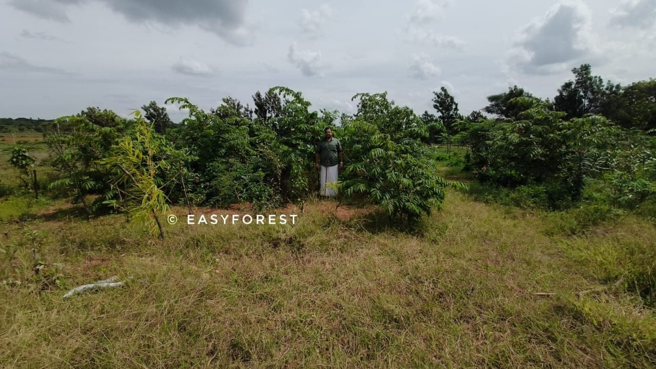 A young sacred forest